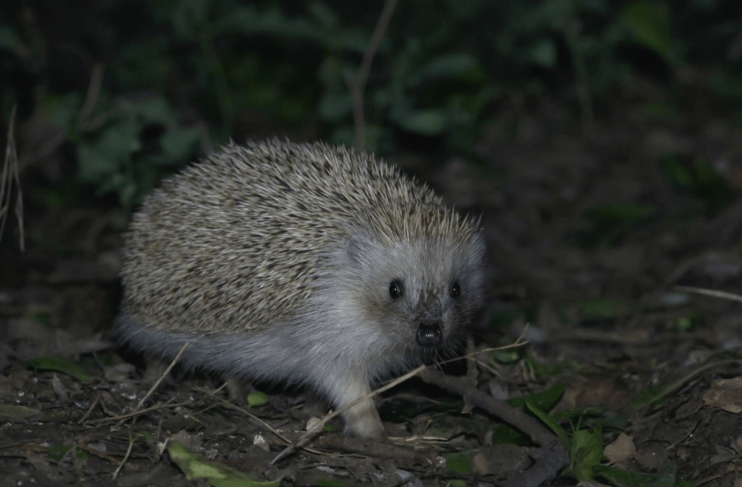 张瑜：我们所居住的北京，是亲近自然的最佳场所