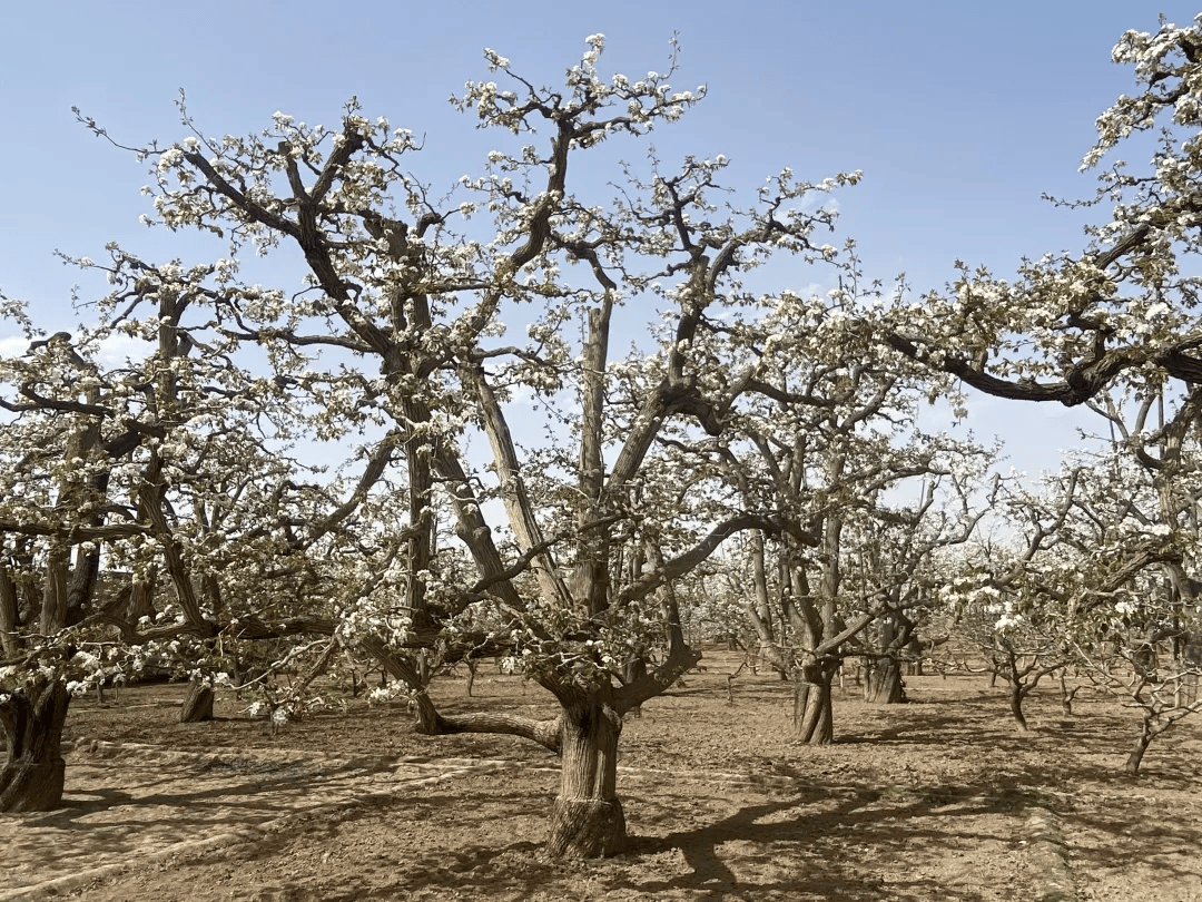 全球农业文化遗产上新，为何是它们？