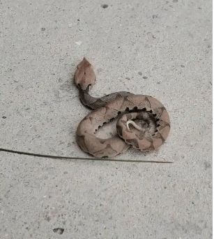 浙江温州有人在山上放生五步蛇,此前已有村民被咬!当地村干部回应