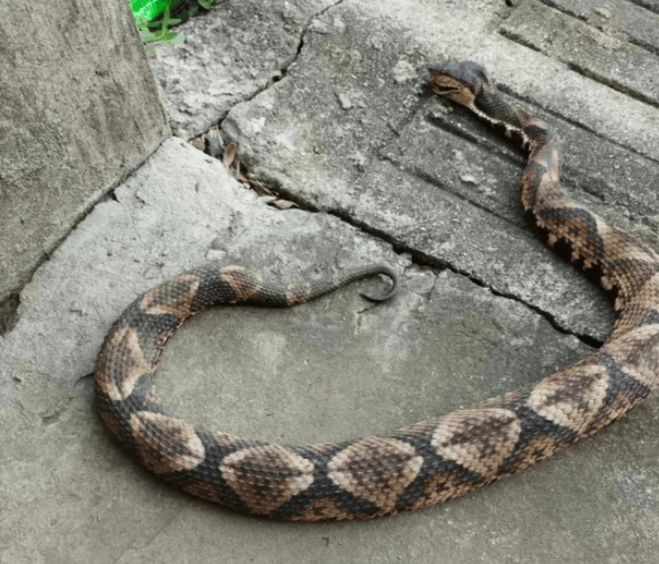 浙江温州有人在山上放生五步蛇,此前已有村民被咬!当地村干部回应