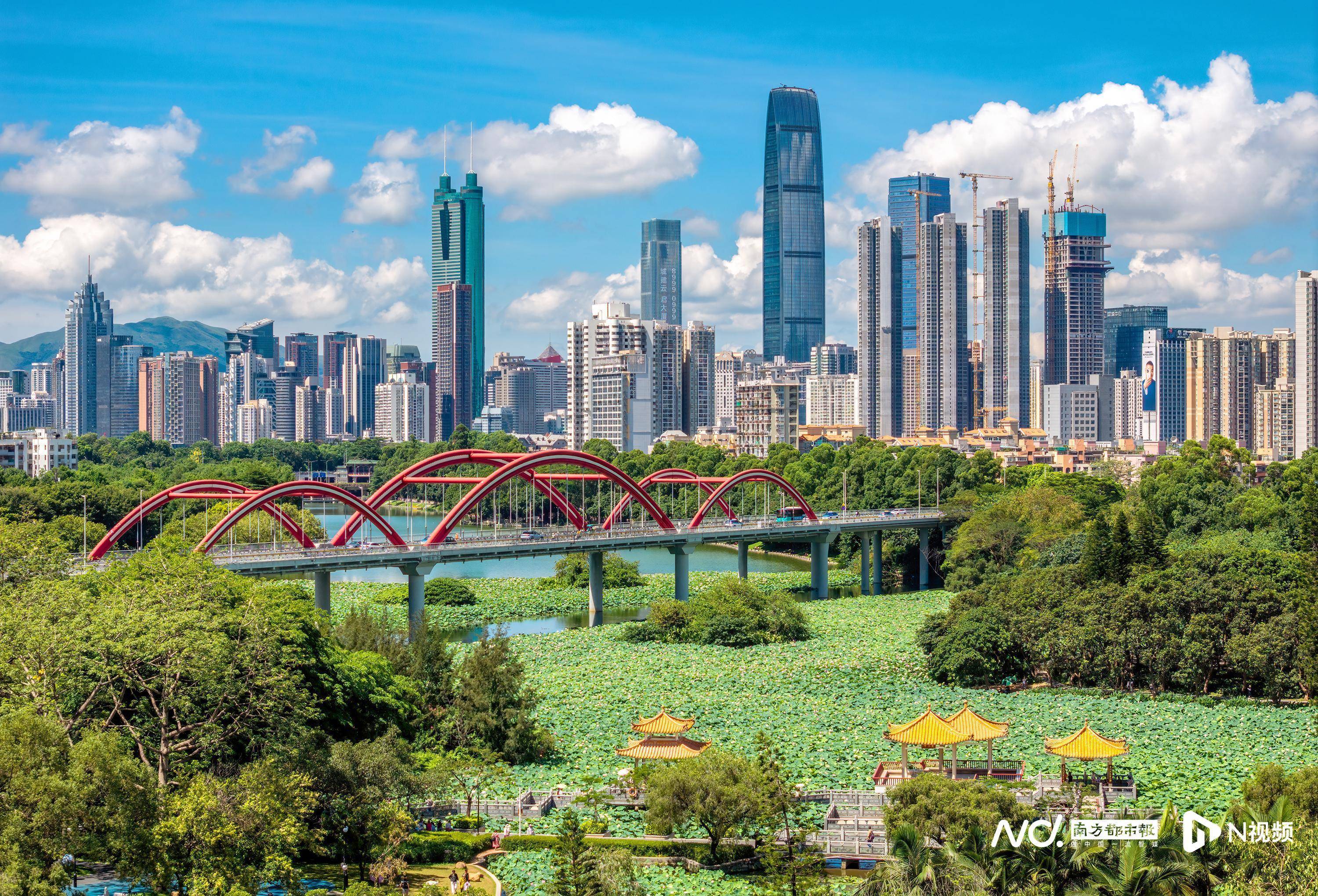 慕了!深圳人太幸福,家门口邂逅百万荷花,城市诗意直接拉满