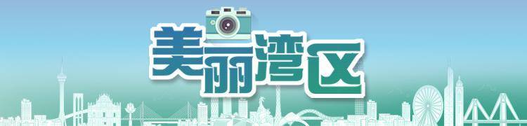 慕了!深圳人太幸福,家门口邂逅百万荷花,城市诗意直接拉满