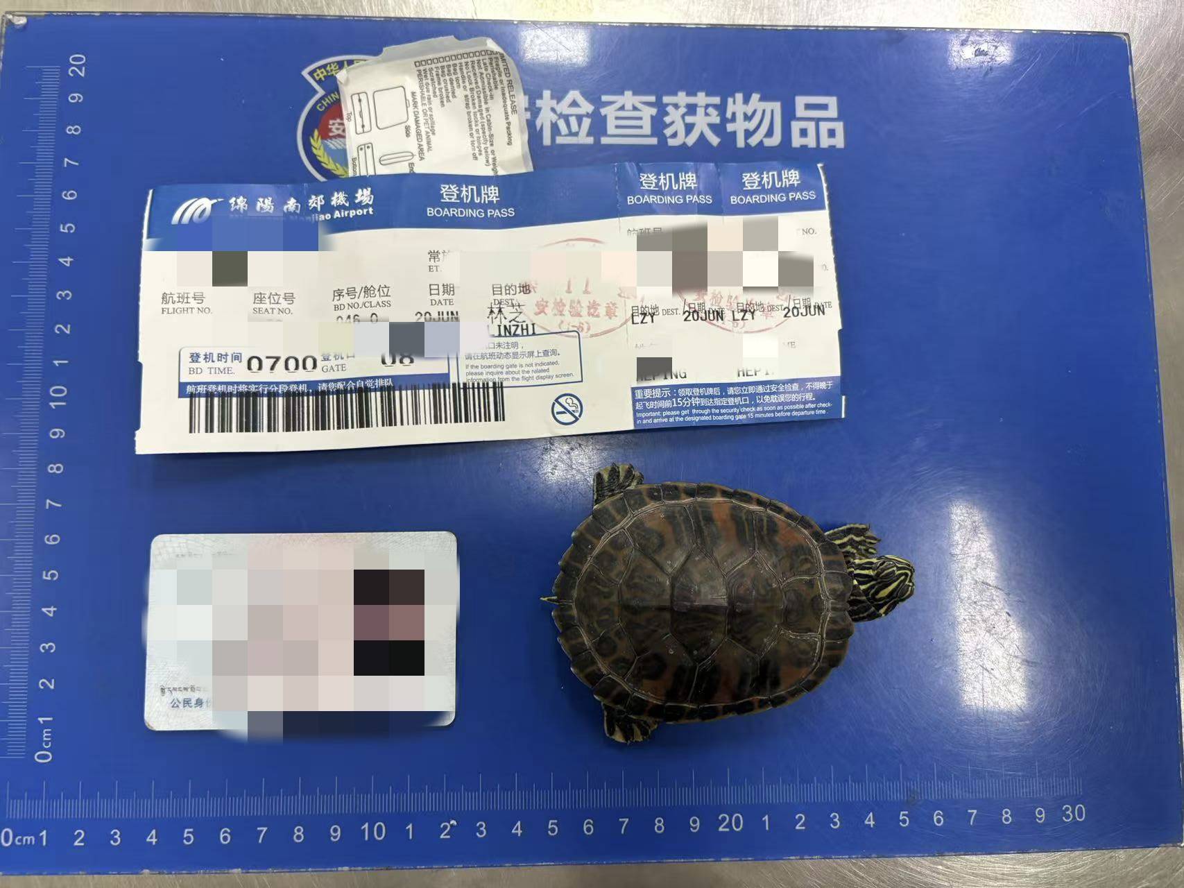 女子将宠物乌龟藏在蝴蝶结盘发内，过安检乘飞机时被查 警方：批评教育