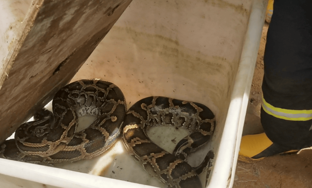 广东一地现3米长70斤巨蟒,吐出一只30斤整羊,消防员4分钟抓捕