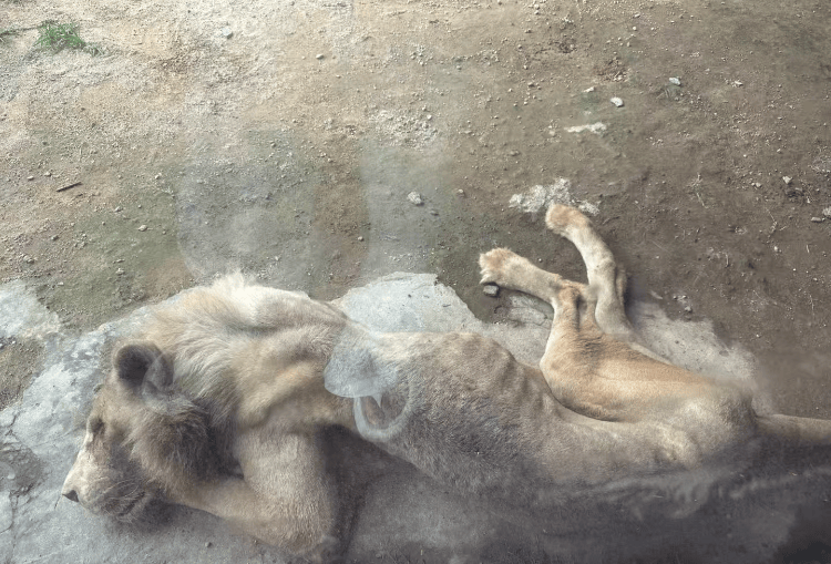 福州一野生动物世界有狮子骨瘦如柴?园方:它已有13岁“高龄”,生活作息进食均正常