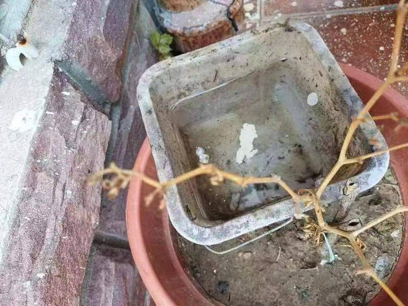 青岛疾控最新提醒：全民行动！翻盆倒罐、清除积水！