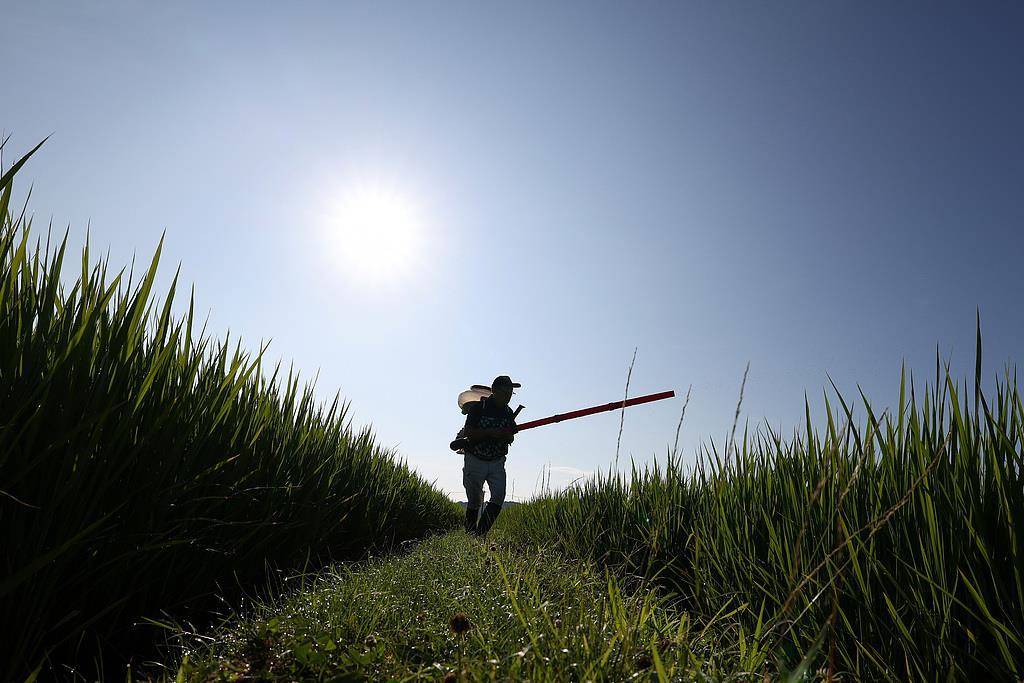 日本多地严重缺水 水稻产区面临“新米危机”_发现频道_中国青年网