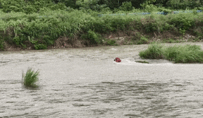 河水暴涨！男子钓鱼被困河中央，消防横渡救人
