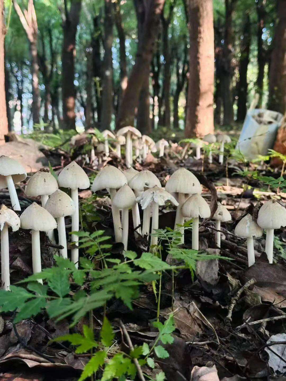 云南姑娘今年在杭州采了200斤鸡枞菌!专家提醒→