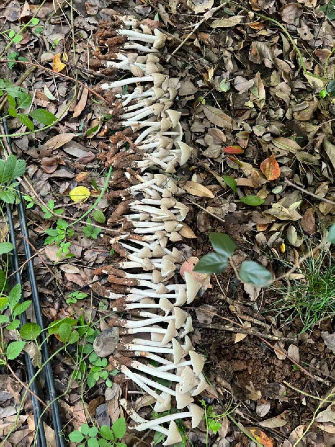 云南姑娘今年在杭州采了200斤鸡枞菌!专家提醒→