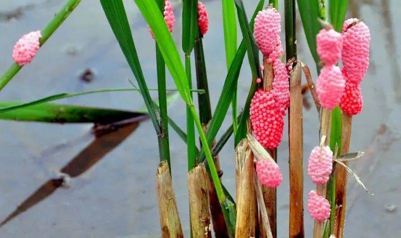 别吃!寄生虫多达6000条!浙江一地大量出现,看到立刻上报