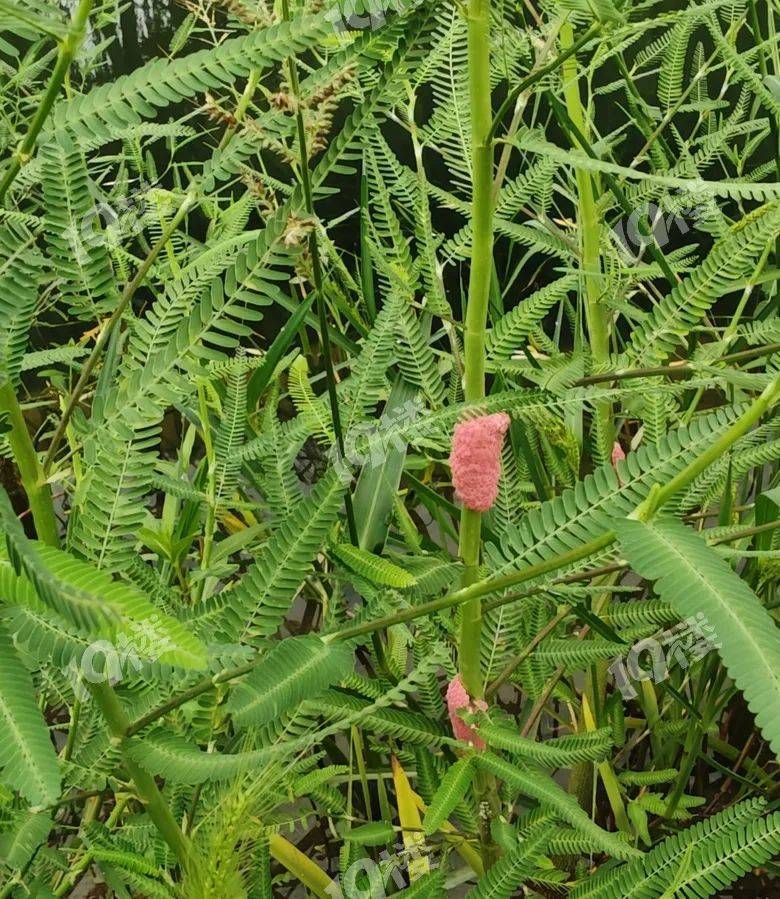 别吃!寄生虫多达6000条!浙江一地大量出现,看到立刻上报