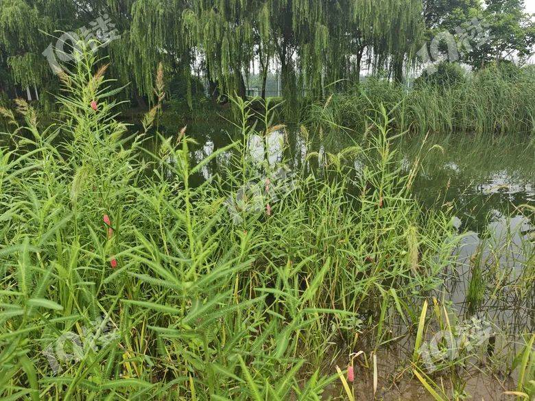 别吃!寄生虫多达6000条!浙江一地大量出现,看到立刻上报