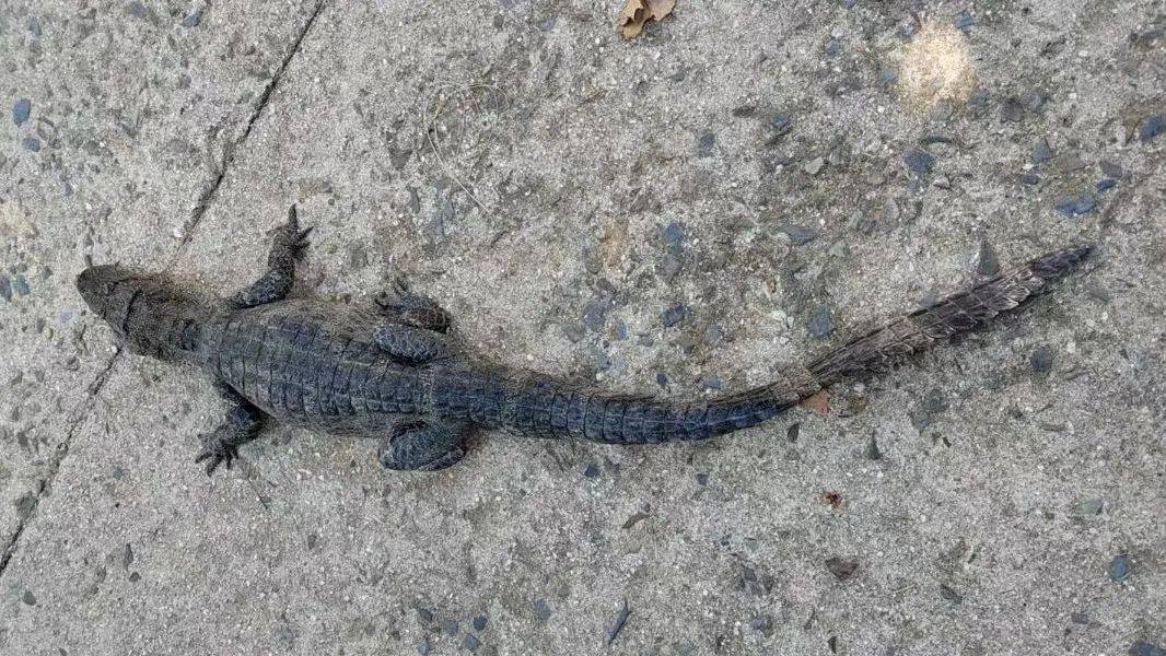 安徽一钓鱼佬钓到一条1米长20斤的“大鱼”,赶紧送到派出所,民警:放生!