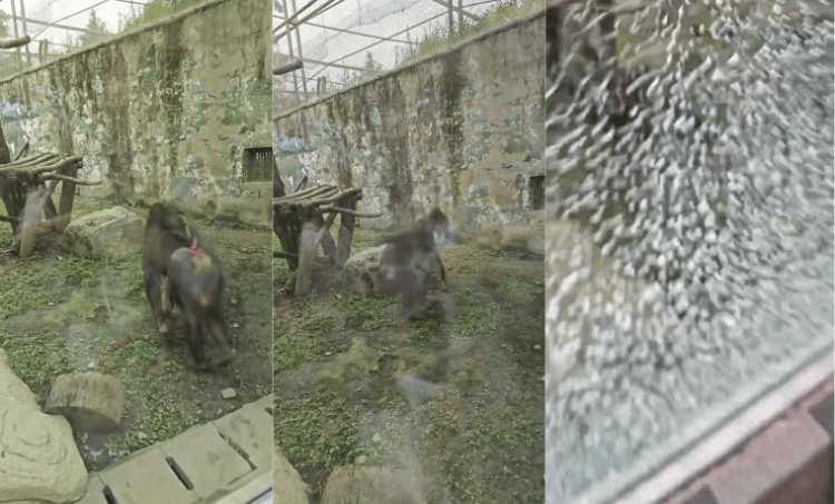 成都动物园山魈“暴走”用石头砸碎馆舍玻璃，园方：属实，将评估是否移除小石头