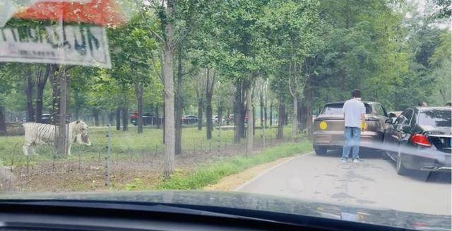 惊险!野生动物园内,两车剐蹭,车主下车沟通老虎一旁围观