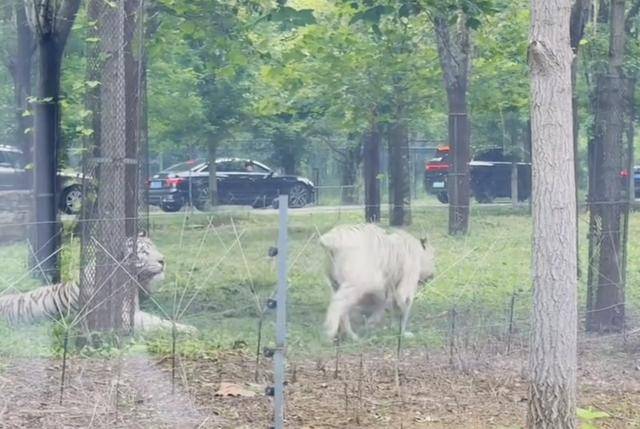 惊险!野生动物园内,两车剐蹭,车主下车沟通老虎一旁围观