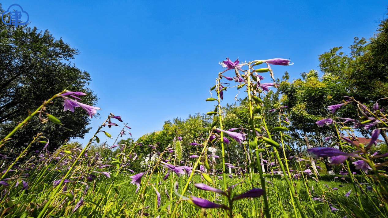 【津云镜头】共筑上合梦 同享“上合蓝”