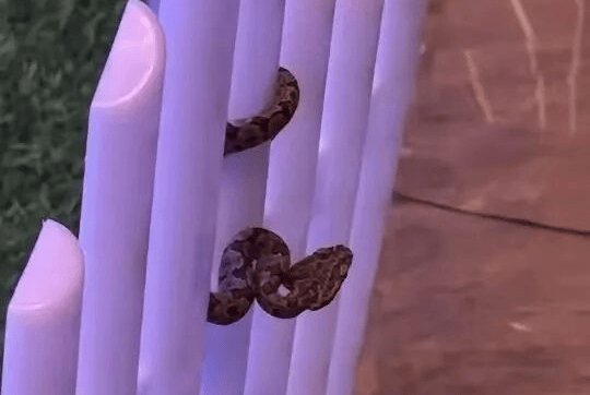 九寨沟一酒店大堂出现蝮蛇，小孩还摸了蛇头！当地通报：孩子没被咬伤，已全面排查