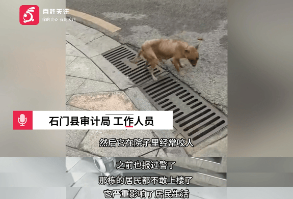 保安称“经常咬人”打死流浪犬,居民上门讨说法:这个门卫穷凶极恶