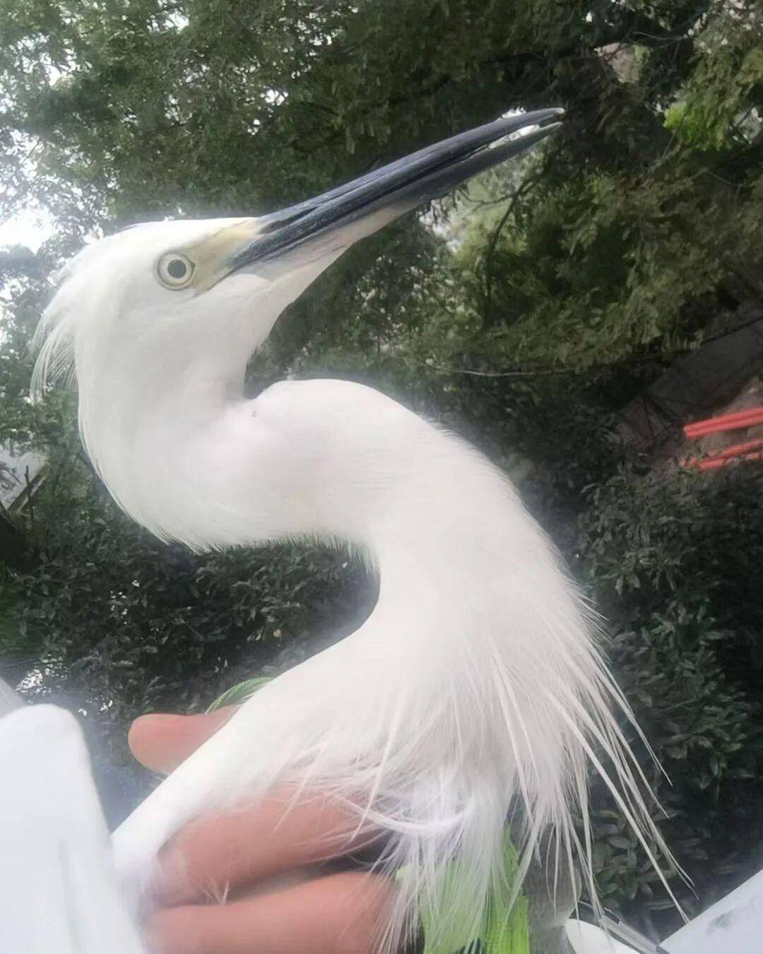 事发杭州高架!“白色不明物体”拦路?仔细一看不得了