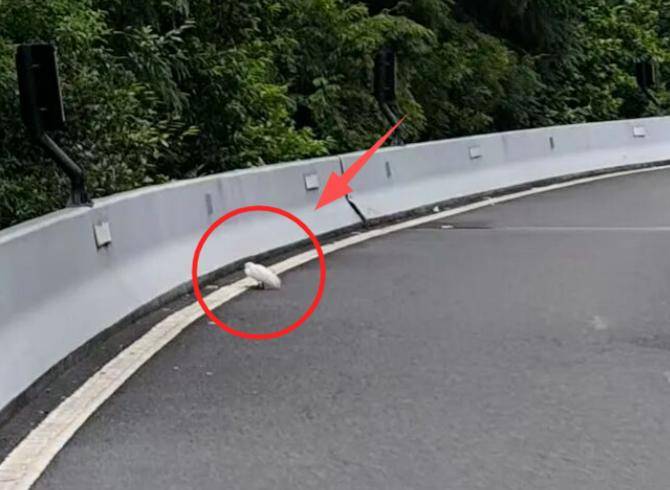 事发杭州高架!“白色不明物体”拦路?仔细一看不得了