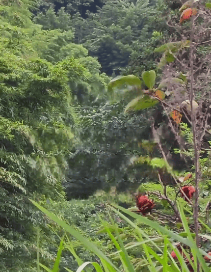 四川28岁男子上树取蜂蛹，被自带绳子缠住脖颈意外身亡