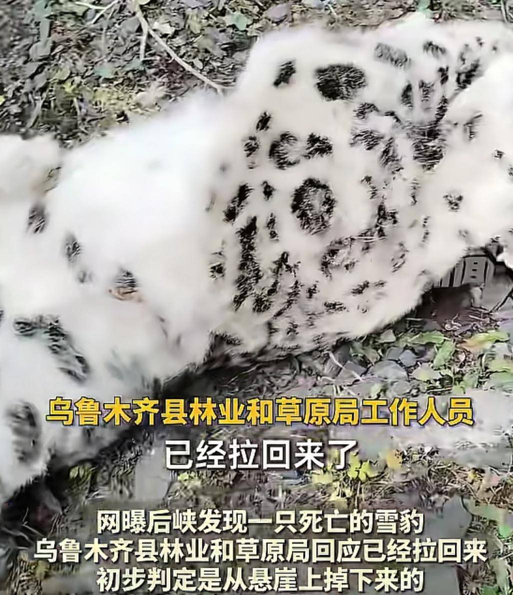 官方回应“乌鲁木齐天山后峡发现一只雪豹”:确认发现雪豹尸体,已处理完毕