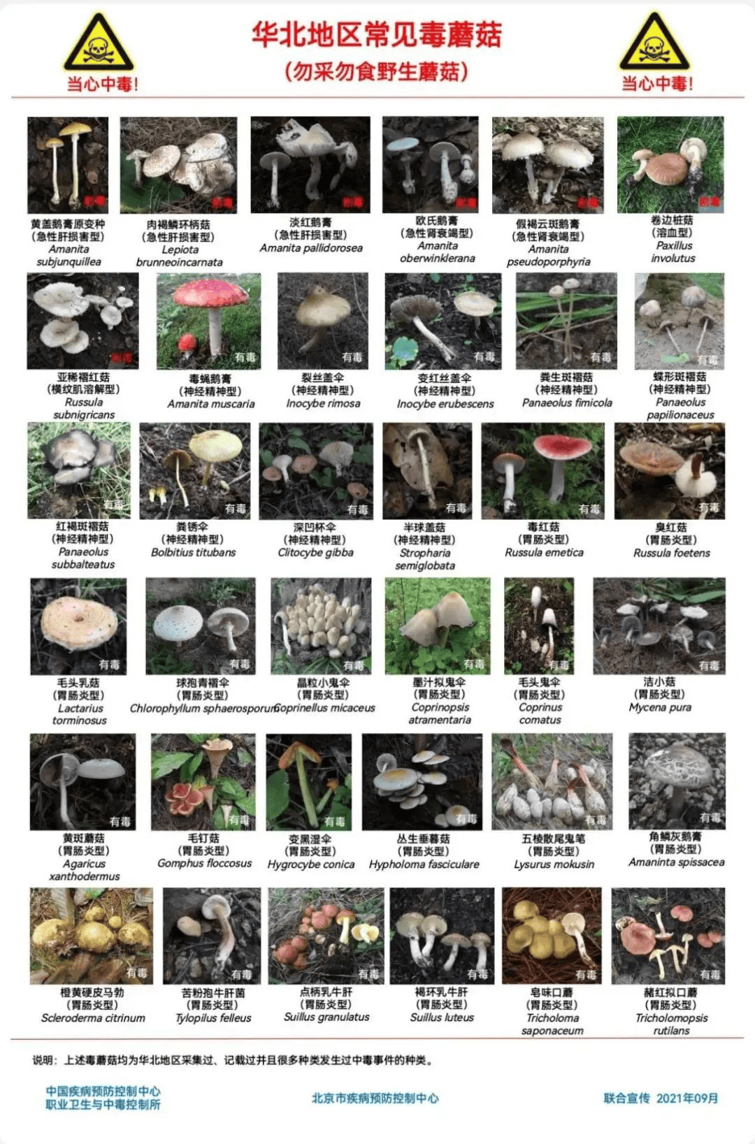 网红发文悼念婆婆：吃了邻居送的蘑菇中毒，抢救四天四夜死亡！这些蘑菇避毒原则可能是陷阱→