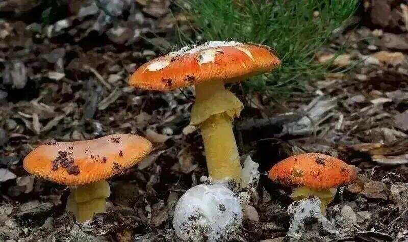 网红发文悼念婆婆：吃了邻居送的蘑菇中毒，抢救四天四夜死亡！这些蘑菇避毒原则可能是陷阱→