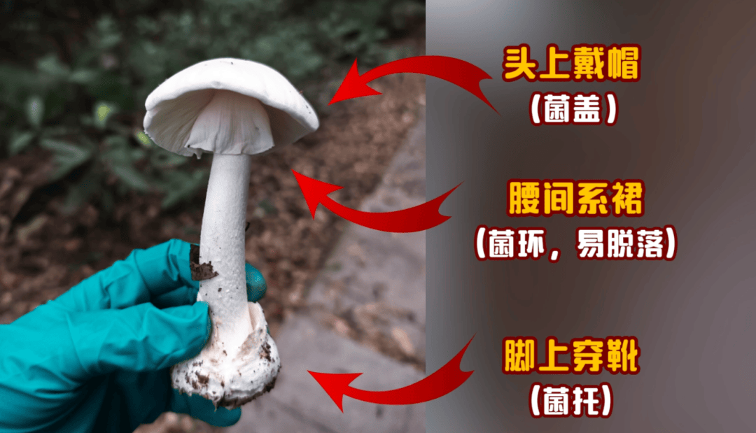 网红发文悼念婆婆：吃了邻居送的蘑菇中毒，抢救四天四夜死亡！这些蘑菇避毒原则可能是陷阱→