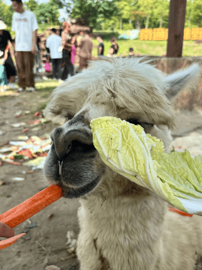 网友称南通一动物园羊驼被投喂吃撑倒地翻白眼，园方回应：确实是吃饱了，“不会撑死，旁边有饲养员在观察”