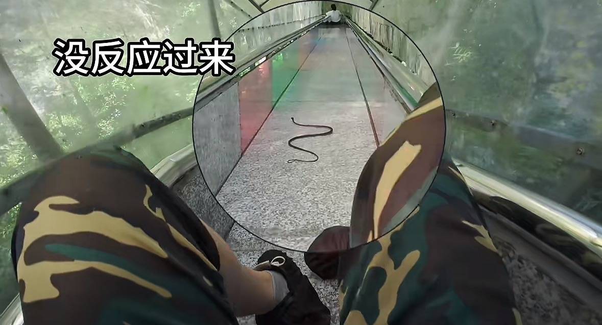 游客称在广西丹炉山滑道遇蛇，景区致歉：这么多年就这一次，每年都做防蛇处理