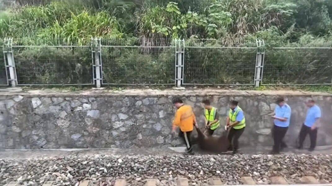 湖北一列车撞上野猪致停运,铁路局:野猪已无害化处理,列车正常运行;附近曾发生多起野猪伤人事件