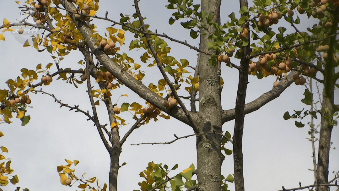 不要捡!不要吃!昆明街头正大量出现……