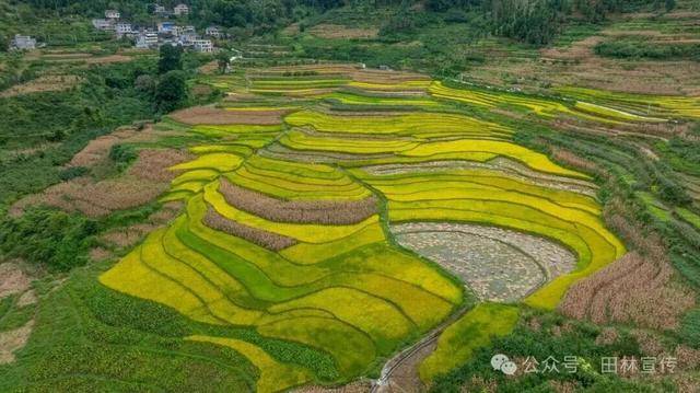 金秋，广西的梯田一点不输！