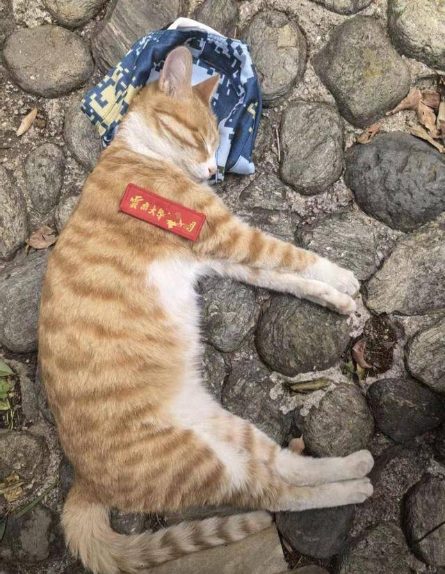 《红舞鞋》剧组在高校拍摄时撞死流浪猫，剧组凌晨致歉：涉事司机引咎辞职，将以小猫名字成立基金