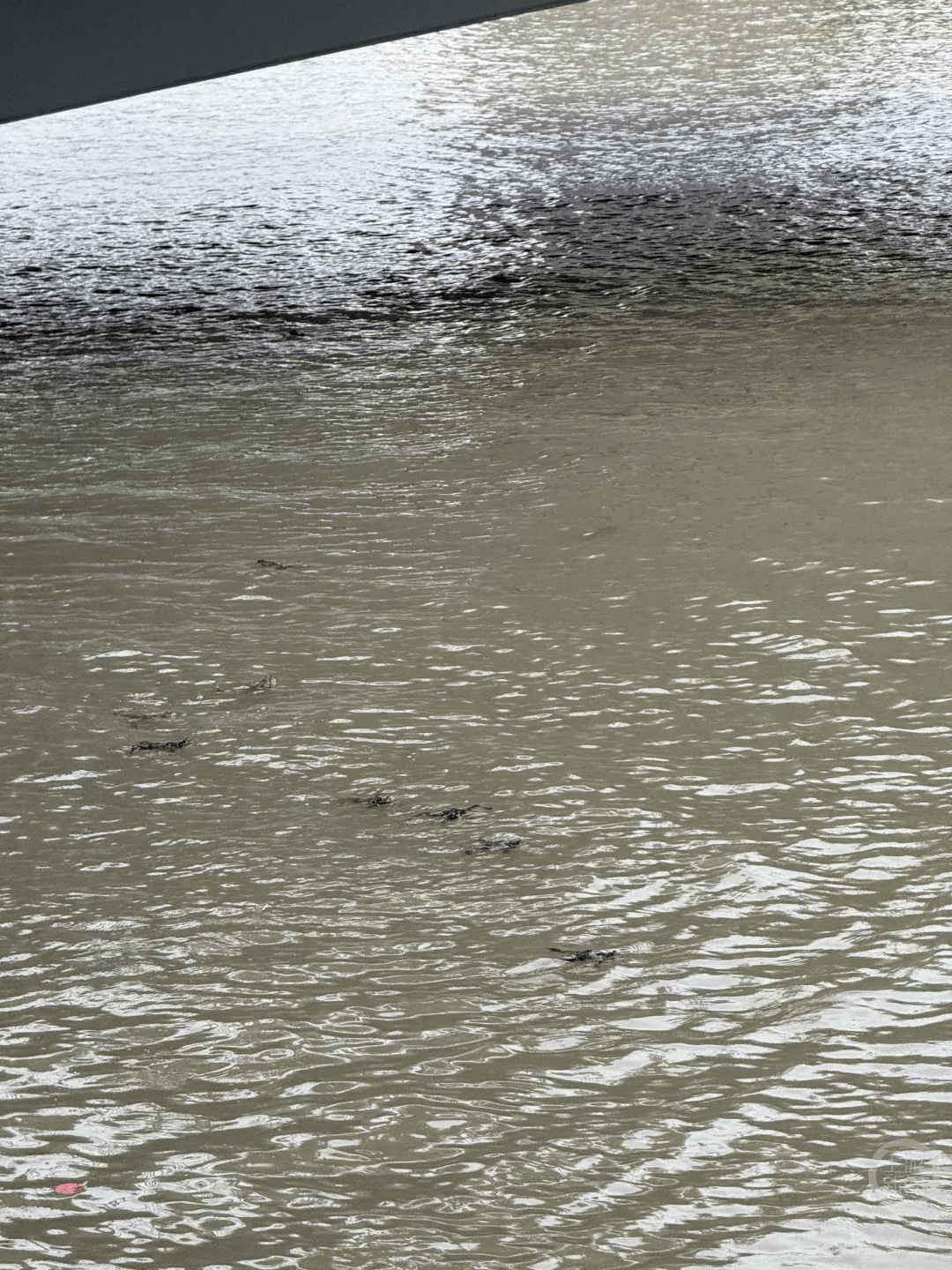 上海苏州河有人放生牛蛙？当地回应：严禁放生外来物种，市民可提供相关线索