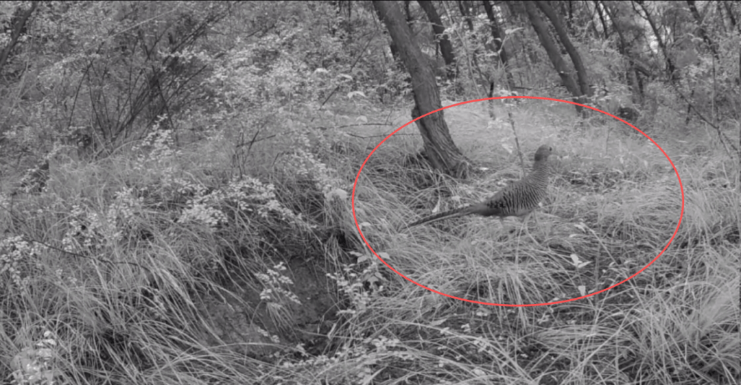 遂宁版“疯狂动物城”上线！